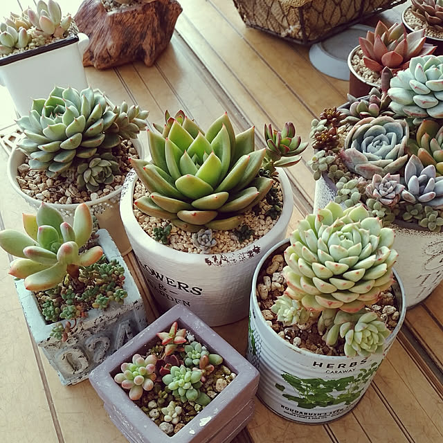 スイートキャンディー パキフィツム属 多肉植物 9cmポット観葉植物 雑貨 おすすめ インテリア 暮らし 室内 植物 育て方 切り戻し 花 鉢のレビュー クチコミとして参考になる投稿2枚