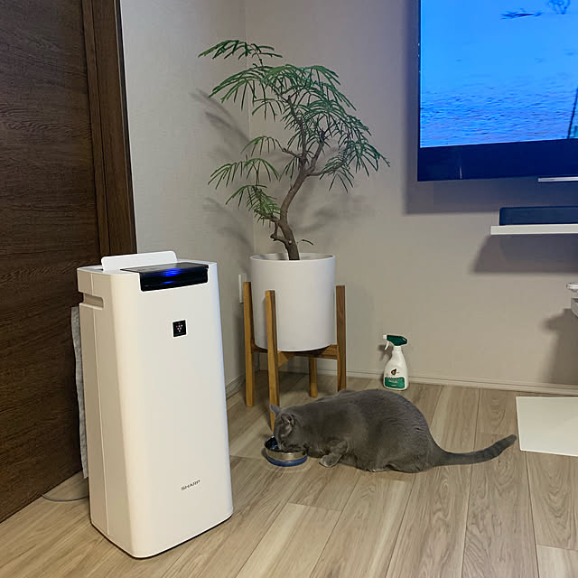 SHARP加湿空気清浄機 プラズマクラスター25000搭載 KI-JS40-W www