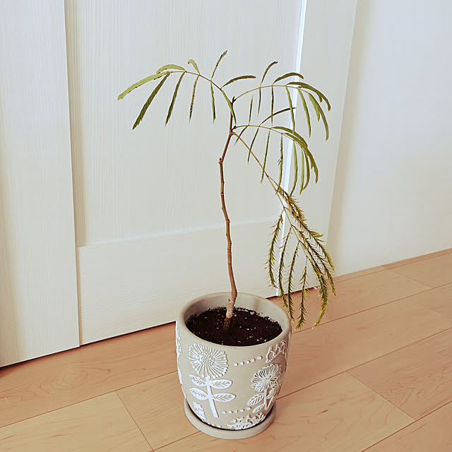 プランター 植木鉢 おしゃれ 室内 北欧風 鉢植え 穴あり 皿付き 可愛い ガーデニング 寄せ植え サボテン 多肉植物 かわいい インテリア 15cmのレビュー クチコミとして参考になる投稿9枚