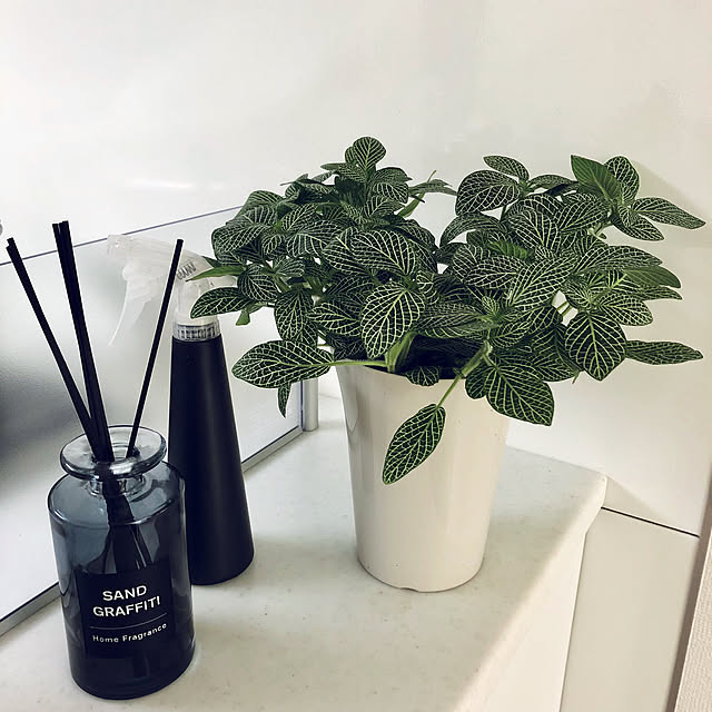 フィットニアと素敵なデザインの陶器 ギフト 観葉植物 小さい 鉢植え お祝い 誕生日プレゼント 自分へのご褒美 インテリア ディスプレイ 素敵のレビュー クチコミとして参考になる投稿1枚 Roomclip ルームクリップ
