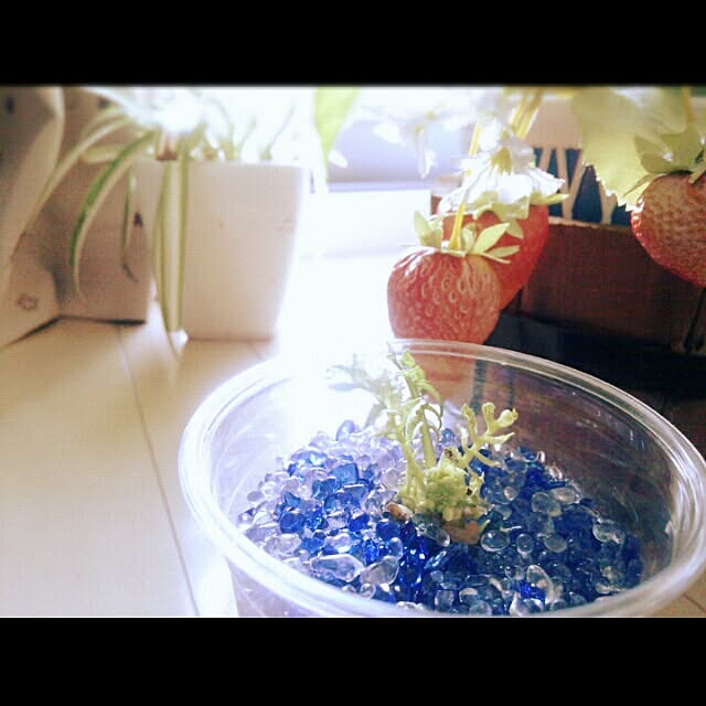 キッチン/スターバックスコーヒー/植物のインテリア実例 - 2014-01-31 16:08:16