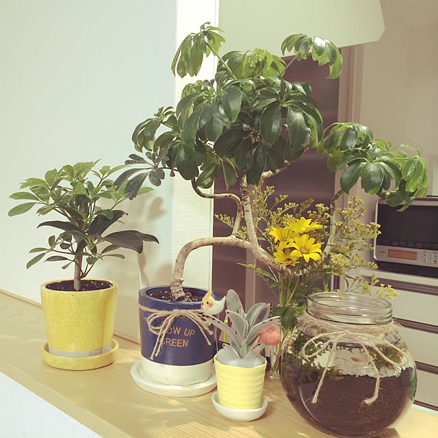 写真付きレビュー】ダルトン(Dulton) 園芸用品 カラー グレーズド ポット ターコイズ Mサイズ 底穴あり COLOR GLAZED POT TURQUOISE CH13-G476TQの通販商品口コミ情報 | RoomClipショッピング 写真付きレビュー】ダルトン(Dulton) 園芸用品 カラー グレーズド ポット ターコイズ Mサイズ 底穴あり COLOR GLAZED POT TURQUOISE CH13-G476TQの通販商品口コミ情報 | RoomClipショッピング