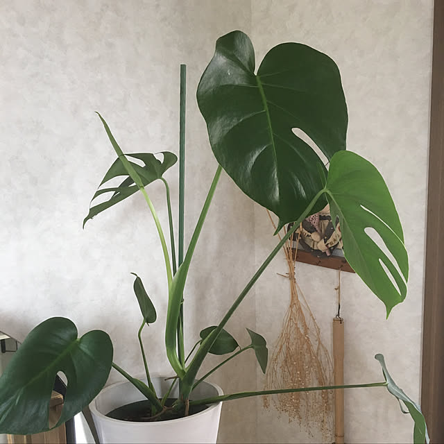 ニトリ ソフトストーンプランター トール Yx25 のレビュー 口コミとして参考になる投稿1枚 Roomclip ルームクリップ