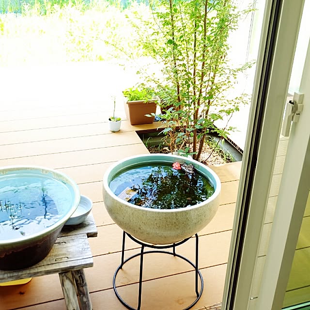 玄関/入り口/睡蓮鉢/中庭/ビオトープ/メダカ/植物のある暮らし&hellip;などのインテリア実例 20160514 225708