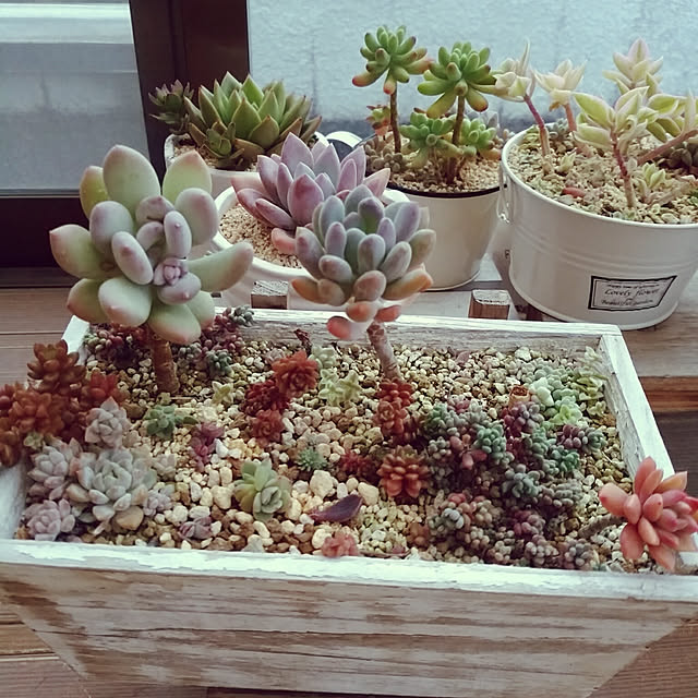 多肉植物 エケべリア マッコスのレビュー クチコミとして参考になる投稿4枚 Roomclip ルームクリップ
