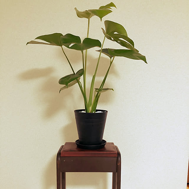 写真付きレビュー】観葉植物 本物 選べる観葉植物 6号鉢 (モンステラ, ブラック) 【セラアート鉢】の通販商品口コミ情報 | RoomClipショッピング 写真付きレビュー】観葉植物 本物 選べる観葉植物 6号鉢 (モンステラ, ブラック) 【セラアート鉢】の通販商品口コミ情報 | RoomClipショッピング