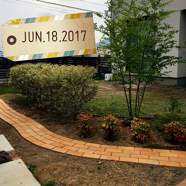 プリペット 0 6m15cmポット 1年間枯れ保証 12本セット 当日出荷 生垣樹木 送料無料 新品入荷 12本セット