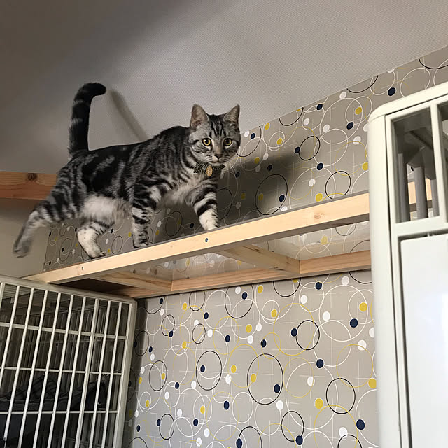 猫 ケージ 大型 ケージ飼い 3段 おしゃれ キャットケージ ケージ 猫 犬 猫用 犬用 ペットケージ 猫ケージ アイリスオーヤマ キャスター付 プラケージ 813のレビュー クチコミとして参考になる投稿3枚 Roomclip ルームクリップ 猫 ケージ 大型 ケージ飼い 3段 おしゃれ キャットケージ ケージ 猫 犬 猫用 犬用 ペットケージ 猫ケージ アイリスオーヤマ キャスター付 プラケージ 813のレビュー クチコミとして参考になる投稿3枚 Roomclip ルームクリップ