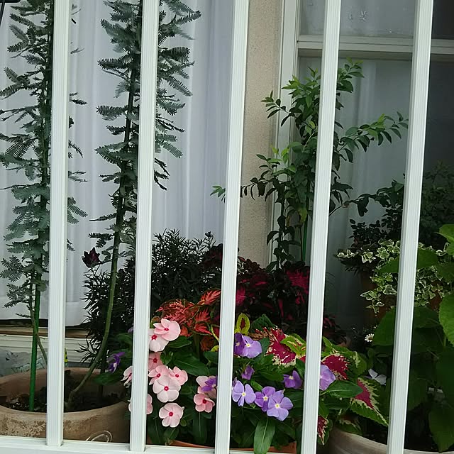 New ミモザ アカシア 4号サイズ ギンヨウアカシア 苗から育てよう 黄色の花をつける ハナアカシア 鉢植え オジギソウ 銀葉アカシア ギンバアカシア ミモザアカシア アカシアの木 3月8日はミモザの日 敬老の日 ポイント消化 観葉植物のレビュー クチコミとして参考に