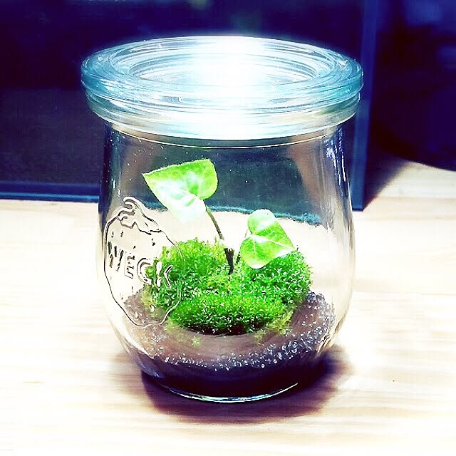 机/テラリウム/コケリウム/ハンドメイド/観葉植物のインテリア実例 - 2015-06-07 18:54:05