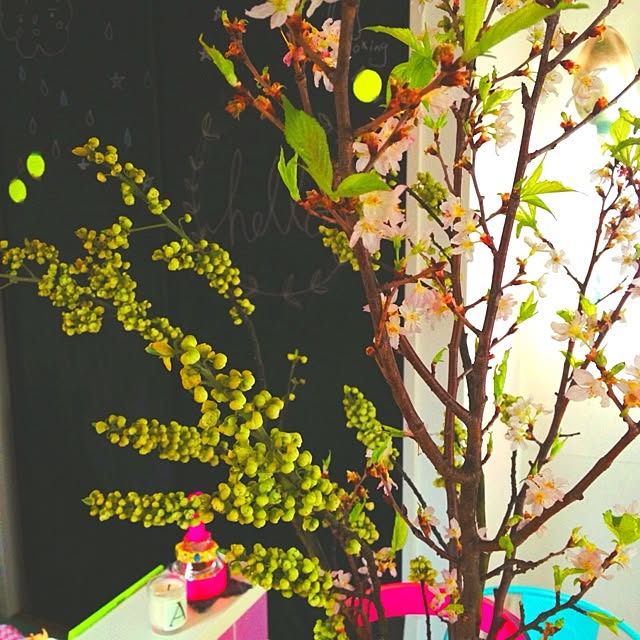 キッチン/植物/DIYのインテリア実例 - 2014-02-07 20:14:52