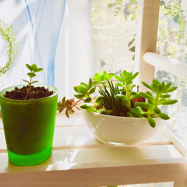 観葉植物 私のオアシス 多肉寄せ植え 流木ポット Big Special 1個 北海道冬季発送不可のレビュー クチコミとして参考になる投稿11枚 Roomclip ルームクリップ