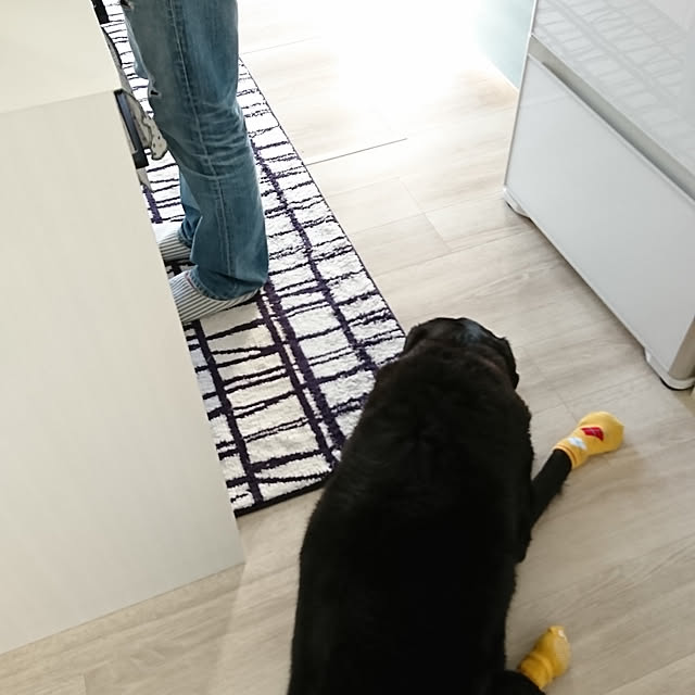 犬の靴下 ソックス くつした すべり止付 ハイソックス イエロー S Xlサイズ 1足分4個セット 靴下 滑り止め 肉球保護 汚れ防止 保護 介護 リハビリ 怪我 防寒 小型犬 中型犬 大型犬 メール便送料無料のレビュー クチコミとして参考になる投稿1枚