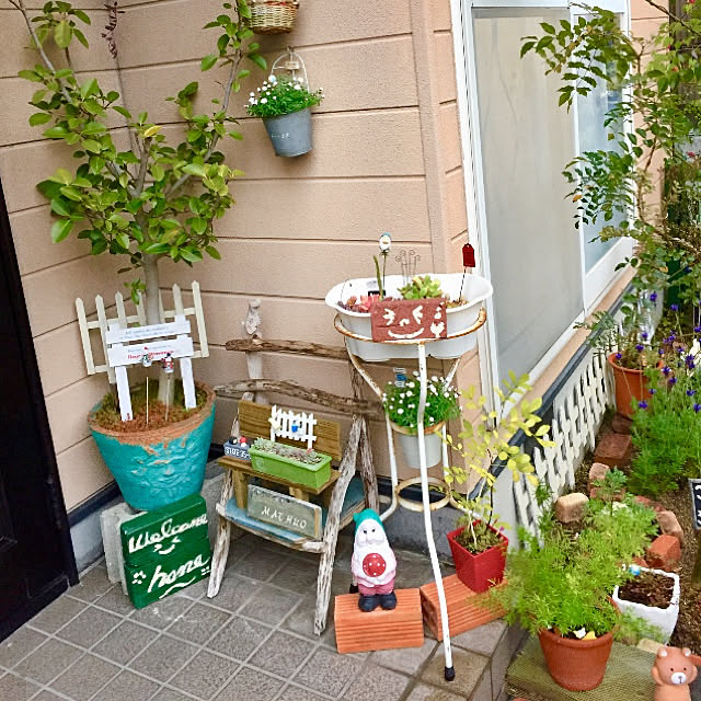 写真付きレビュー 観葉植物 アジアンタム 5号 1鉢 の通販商品 口コミ情報 Roomclipショッピング