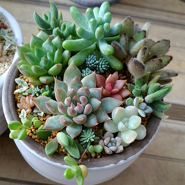 デロスペルマ属ヌビゲナムのレビュー クチコミとして参考になる投稿5枚