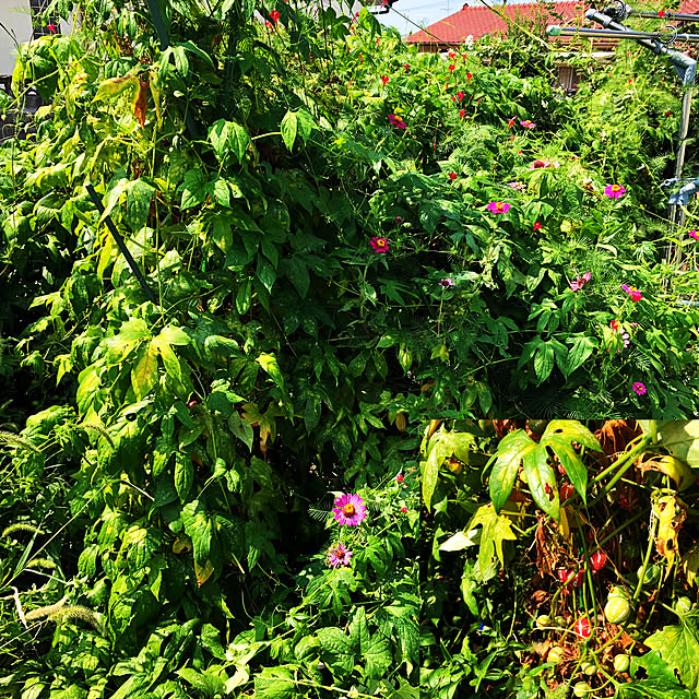 オキナワスズメウリの種のレビュー クチコミとして参考になる投稿4枚