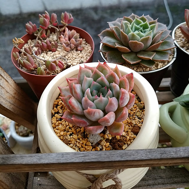 デロスペルマ属ヌビゲナムのレビュー クチコミとして参考になる投稿5枚