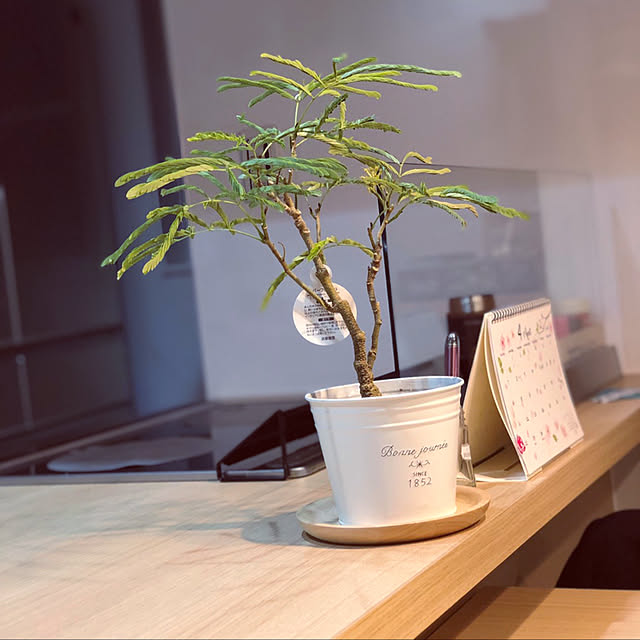 選べるかわいいブリキポットのミニ 観葉植物 ガジュマル パキラ エバーフレッシュ ネムノキ サンスベリアバキュラリス シュガーバイン テーブルヤシ インテリア アジアン 誕生日 引越し祝い 新築祝い お祝い 人気観葉植物 おためし 鉢カバー 小さいのレビュー 選べるかわいいブリキポットのミニ 観葉植物 ガジュマル パキラ エバーフレッシュ ネムノキ サンスベリアバキュラリス シュガーバイン テーブルヤシ インテリア アジアン 誕生日 引越し祝い 新築祝い お祝い 人気観葉植物 おためし 鉢カバー 小さいのレビュー