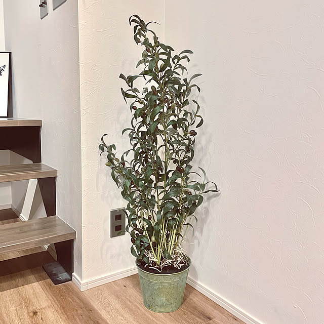 光触媒 観葉植物 オリーブ オリーブの木 106cm フェイクグリーン 光触媒人工植物 おしゃれ 造花 インテリアグリーン かわいい 消臭 抗菌 水やり不要 インテリア リビング 玄関 人工観葉植物 Olive Tree Grass Bucket オリーブツリーグラスバスケット のレビュー クチコミ 光触媒 観葉植物 オリーブ オリーブの木 106cm フェイクグリーン 光触媒人工植物 おしゃれ 造花 インテリアグリーン かわいい 消臭 抗菌 水やり不要 インテリア リビング 玄関 人工観葉植物 Olive Tree Grass Bucket オリーブツリーグラスバスケット のレビュー クチコミ