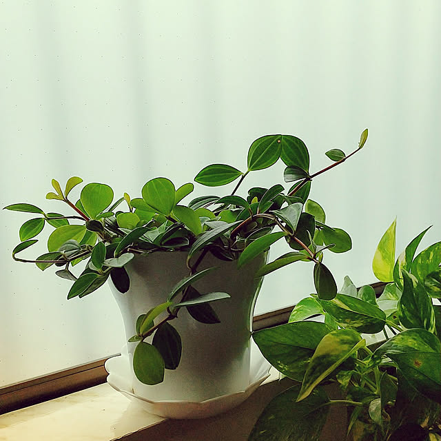 写真付きレビュー ペペロミア フェアリー 5号 吊り鉢 観葉植物 インテリア グリーン 5寸 おしゃれ プレゼント ギフト かわいい 引越し祝い リビング 室内 鉢植え 室内 ハンギング 送料無料 北海道 沖縄 離島除く の通販商品 口コミ情報 Roomclipショッピング