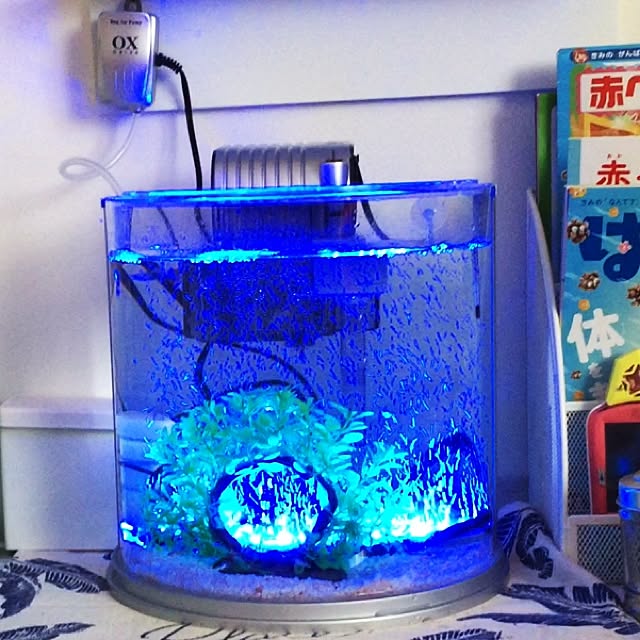 水槽セット テトラ ハーフムーン アクアリウム ミニ Hm 10gf 30cm インテリア 水槽 おしゃれ 熱帯魚 金魚 アクアリウムセットのレビュー クチコミとして参考になる投稿4枚 Roomclip ルームクリップ