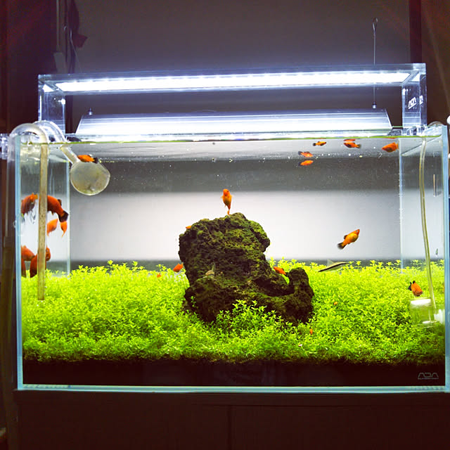 水草 パールグラス 無農薬 5本 のレビュー クチコミとして参考になる投稿3枚 Roomclip Item