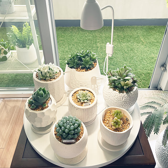 写真付きレビュー 植木鉢 おしゃれ 陶器鉢 イオニアボウルl B W 14cm 4 5号 穴あり 受け皿付 ホワイト ブラック 白 黒 グレー モダン 和風 プランター 小さめ 丸い 円形 球 ボール型 鉢 ガーデニング 室内 植え替え 鉢植え 園芸 観葉植物 多肉植物 塊根植物 サボテン