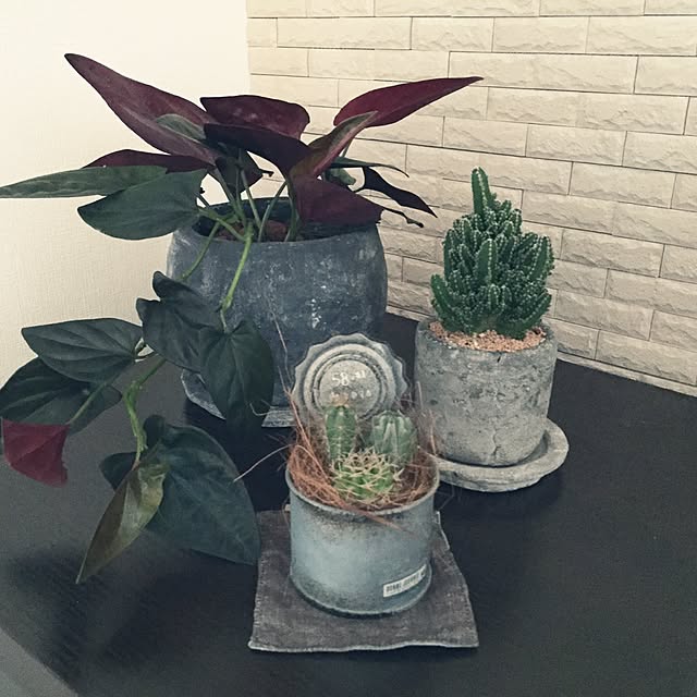 選べるサボテン 選べる鉢カバーfarmコスタシリンダーシリーズ 大雲閣 金烏帽子 送料無料 サボテン ギフト 育てやすい 観葉植物 楽ギフ 包装 多肉 観葉 植物 苗木 鉢植え 陶器 誕生日 開店 引越し 祝 新築祝い インテリア あす楽 日曜営業 Fktk の