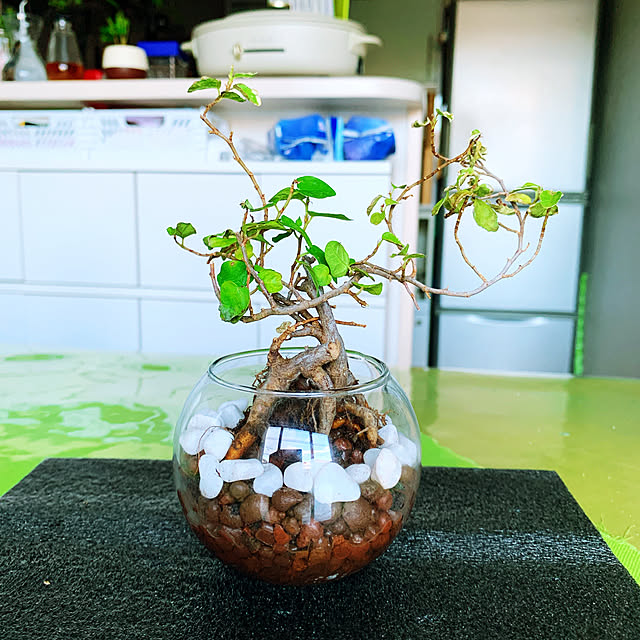 写真付きレビュー ハイドロカルチャーかんたんセット ガラス瓶容器 コーン 根腐れ防腐剤 重石の4点セット 観葉植物 多肉植物の通販商品 口コミ情報 Roomclipショッピング