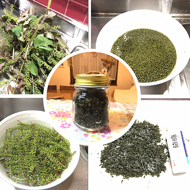 お試し シソ 青紫蘇 4号 苗 白色 プラスチック鉢 鉢植え 大葉 オオバ 紫蘇 青紫蘇 青蘇 アオジソ 青シソ しそ 食用 料理に使える 観葉植物 植物 しそ苗 苗のレビュー クチコミとして参考になる投稿1枚 Roomclip Item