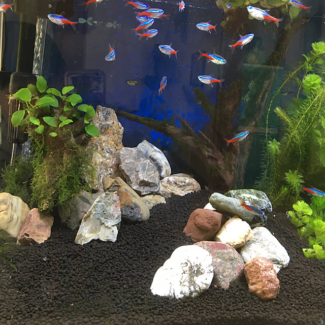 株式会社チャーム 熱帯魚 ネオンテトラ 10匹 北海道 九州航空便要保温のレビュー 口コミとして参考になる投稿4枚 Roomclip ルームクリップ 株式会社チャーム 熱帯魚 ネオンテトラ 10匹 北海道 九州航空便要保温のレビュー 口コミとして参考になる投稿4枚 Roomclip ルームクリップ