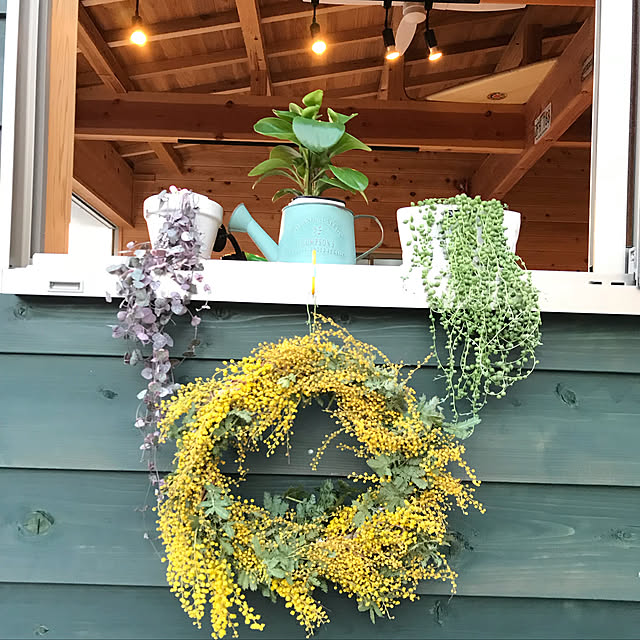 これが最終入荷 お届けは4 2 ぷりっプリで超可愛い 名人 磯部さんのグリーンネックレス2 5苗 1 今月の植物 のレビュー クチコミとして参考になる投稿12枚 Roomclip ルームクリップ これが最終入荷 お届けは4 2 ぷりっプリで超可愛い 名人 磯部さんのグリーンネックレス2 5苗 1 今月の植物 のレビュー クチコミとして参考になる投稿12枚 Roomclip ルームクリップ