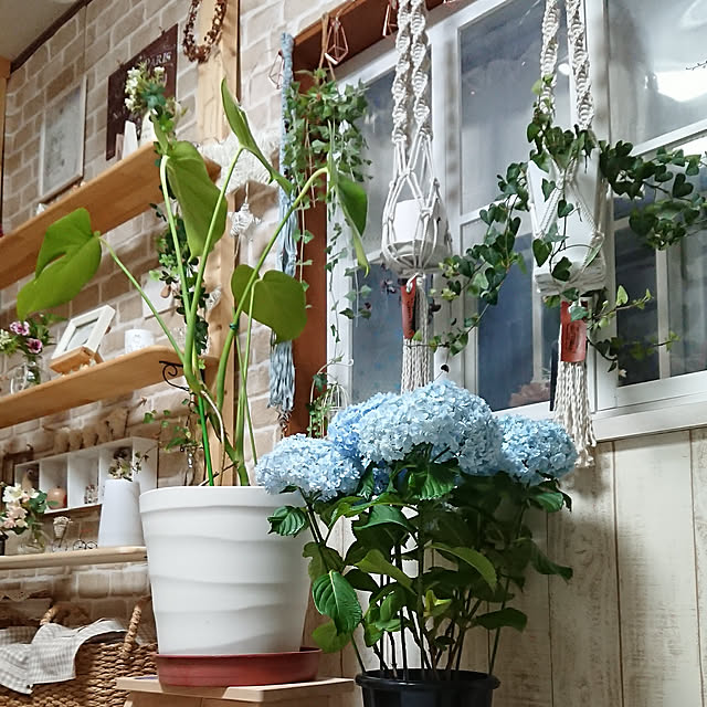 開花株 アジサイ 紫陽花 あじさい テマリテマリ ブルー 5号苗 21年入荷株 のレビュー クチコミとして参考になる投稿8枚 Roomclip ルームクリップ