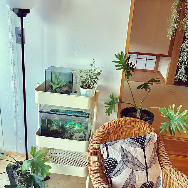 Ikea イケア 鉢カバー 12cm ホテイアオイ グレー Druvflader Dのレビュー クチコミとして参考になる投稿6枚