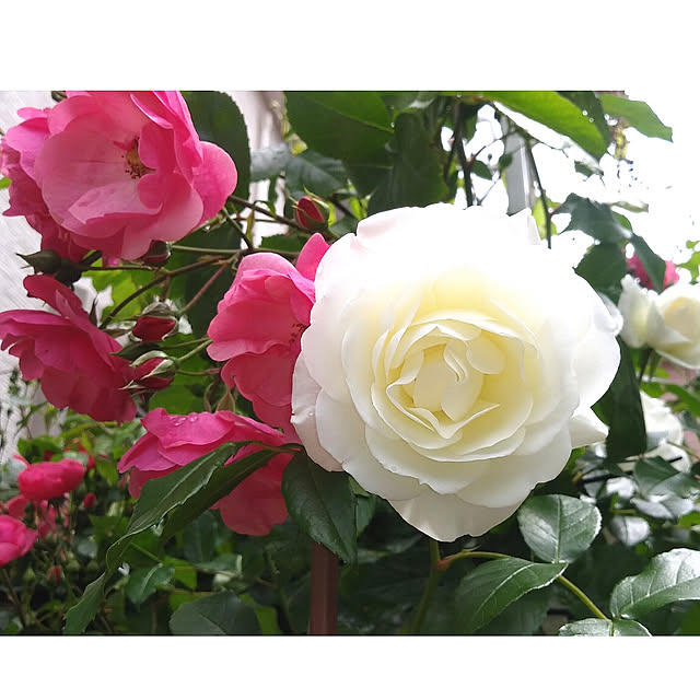 つるアイスバーグ 新苗 6号鉢植え つるバラ 白花 バラ苗のレビュー クチコミとして参考になる投稿2枚