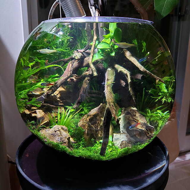 Gex 水草 植物を育てるライト クリアled リーフグロー 卓上ライト 300lm 関東当日便のレビュー クチコミとして参考になる投稿13枚 Roomclip ルームクリップ