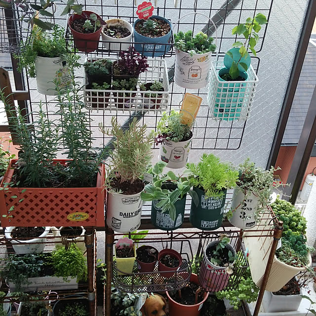 Sale 抜き苗 センセーション Sensaition 2号鉢 エケベリア 多肉植物 赤いフチ 美苗のレビュー クチコミとして参考になる投稿8枚 Roomclip ルームクリップ Sale 抜き苗 センセーション Sensaition 2号鉢 エケベリア 多肉植物 赤いフチ 美苗のレビュー クチコミとして参考になる投稿8枚 Roomclip ルームクリップ