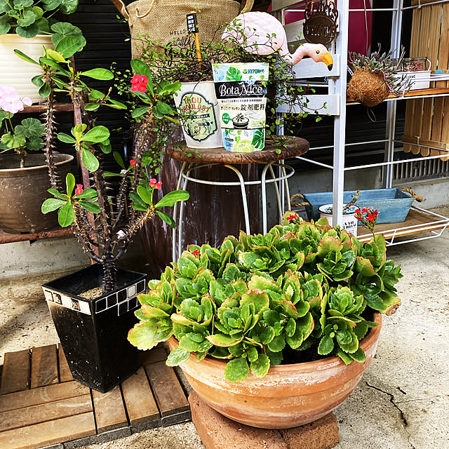 ニトリ ひっつき虫のまとめページ Roomclip ルームクリップ ニトリ ひっつき虫のまとめページ Roomclip ルームクリップ