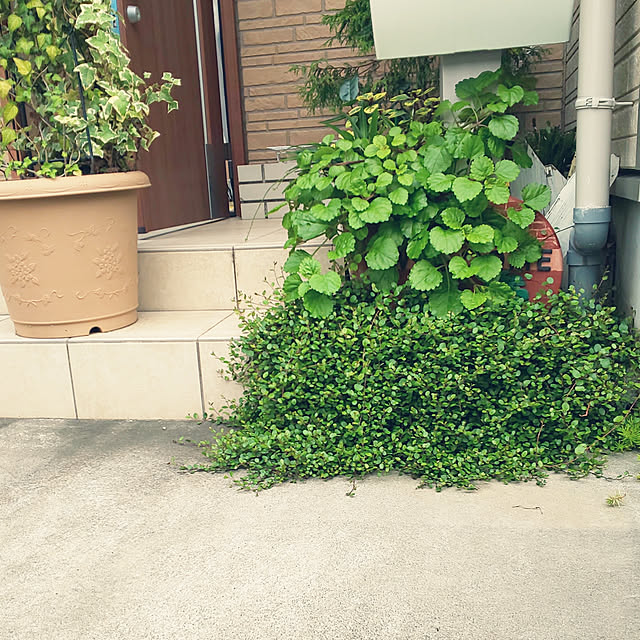 スウェディッシュアイビー ゴールデン 花苗 アイビー 横に這うように広がり小鉢に植え込んでも素敵な植物 アイビー 販売 通販 種類 アイビー ラッキーシール対応 のレビュー クチコミとして参考になる投稿1枚 Roomclip ルームクリップ