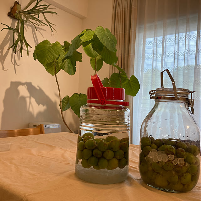 写真付きレビュー 取手付密封びん 4l 梅酒瓶 果実酒瓶 セラーメイト 保存容器 調味料入れ 2339 星硝 保存容器 キッチン おしゃれ インスタ映え 人気 ギフト プレゼントとして の通販商品 口コミ情報 Roomclipショッピング