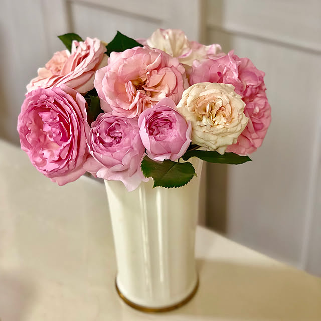 バラ苗 ピエールドゥロンサール 3年生特大苗 つるバラ 初心者に超おすすめ つる性 ピンク バラ 苗 つるばら 薔薇 バラ 苗木のレビュー クチコミとして参考になる投稿6枚