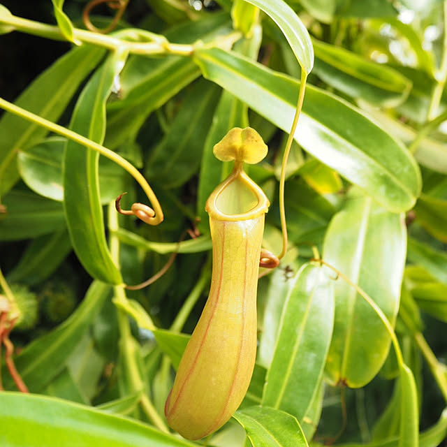食虫植物 Heliamphora Minor ヘリアンフォラ ミノール のレビュー クチコミとして参考になる投稿2枚 Roomclip Item 食虫植物 Heliamphora Minor ヘリアンフォラ ミノール のレビュー クチコミとして参考になる投稿2枚 Roomclip Item