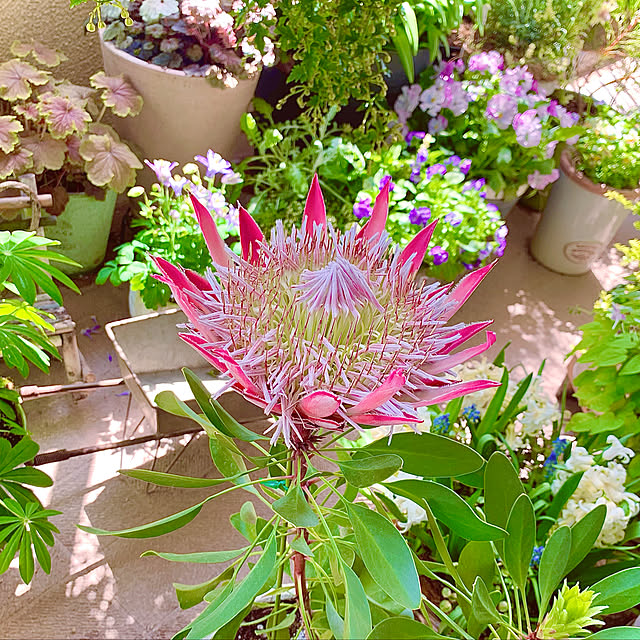 写真付きレビュー キングプロテア リトルプリンス 6号 苗 常緑樹 ネイディブプランツ 切花 シンボルツリーの通販商品 口コミ情報 Roomclipショッピング