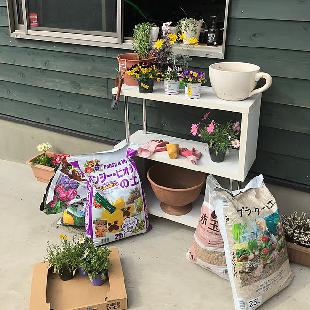 マーガレット モリンバ ミニピンク 9cmポット苗のレビュー クチコミとして参考になる投稿3枚 Roomclip ルームクリップ