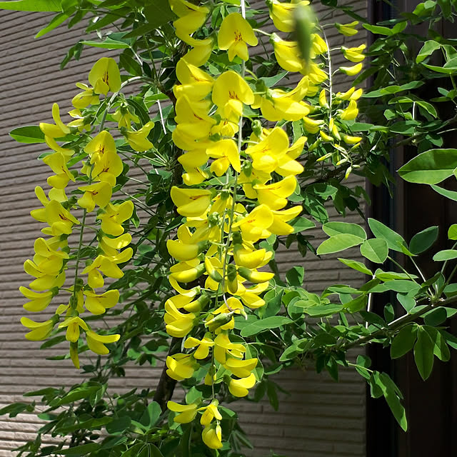 写真付きレビュー 鮮やかな黄色のお花が房状に咲き誇ります お庭に華やかな存在感を キングサリ 4号 山野草 の通販商品 口コミ情報 Roomclipショッピング