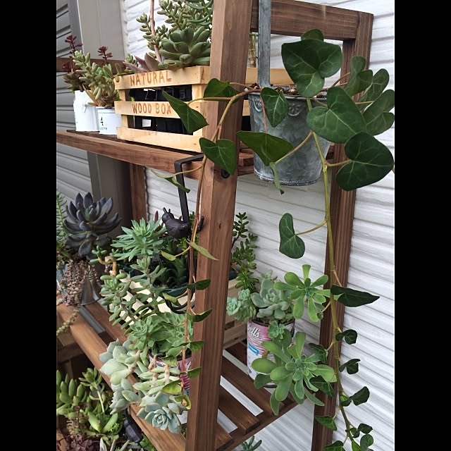 玄関 入り口 多肉植物 多肉棚のインテリア実例 14 08 28 22 53 58 Roomclip ルームクリップ 玄関 入り口 多肉植物 多肉棚のインテリア実例 14 08 28 22 53 58 Roomclip ルームクリップ