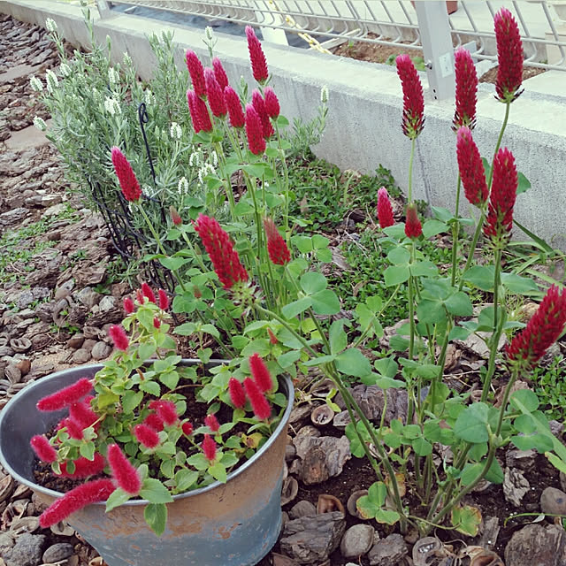 写真付きレビュー 100円均一 クリムソンクローバー ストロベリーキャンドル 9cmポット苗 生育力旺盛 可愛い花が咲きます の通販商品 口コミ情報 Roomclipショッピング 写真付きレビュー 100円均一 クリムソンクローバー ストロベリーキャンドル 9cmポット苗 生育力旺盛 可愛い花が咲きます の通販商品 口コミ情報 Roomclipショッピング