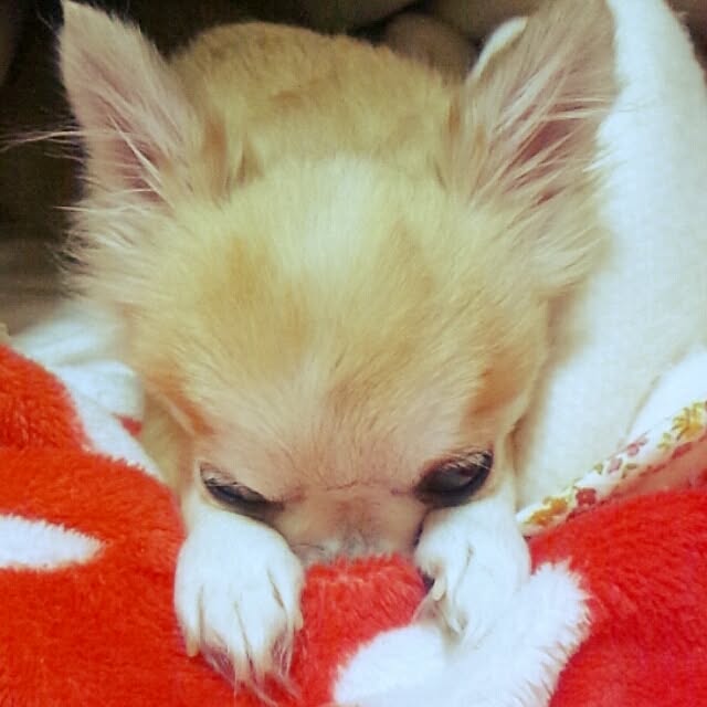 ベッド周り チワワ 寒がり犬 寝床のインテリア実例 14 10 21 21 39 57 Roomclip ルームクリップ