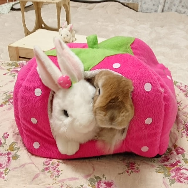 いちご型 猫 犬 ベッド ペットハウス ハウス ベッド 2way Petstyle 小型犬 犬小屋 室内用 屋内 折りたたみ 室内 ペットベット わんこハウス ペット用ベッド ドーム型 ペットグッズのレビュー クチコミとして参考になる投稿2枚 Roomclip ルームクリップ