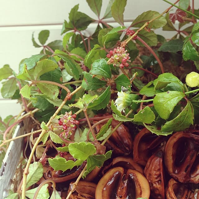 ぜいたくシュガーバイン 花 最高の花の画像